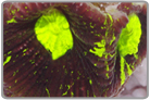 Neon Green Eye Favia Brain Coral